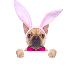 Plush Bunny Ears Hairbands, Cute Bunny Headband Halloween Bunny Ears Hairbands for Party Decoration Party Favor, 6 PCS - 3 Otters